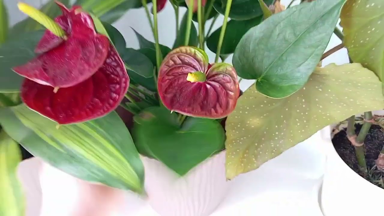 ЦВЕТЫ В ПОДАРОК к 8 марта🌺