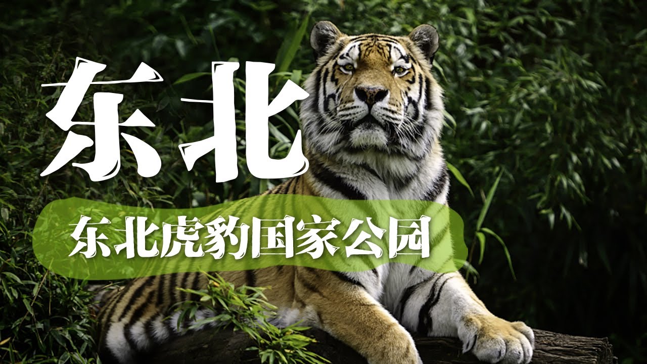 【东北虎豹国家公园】深入原生态自然风光 感受百兽之王的魅力 | 中华地图