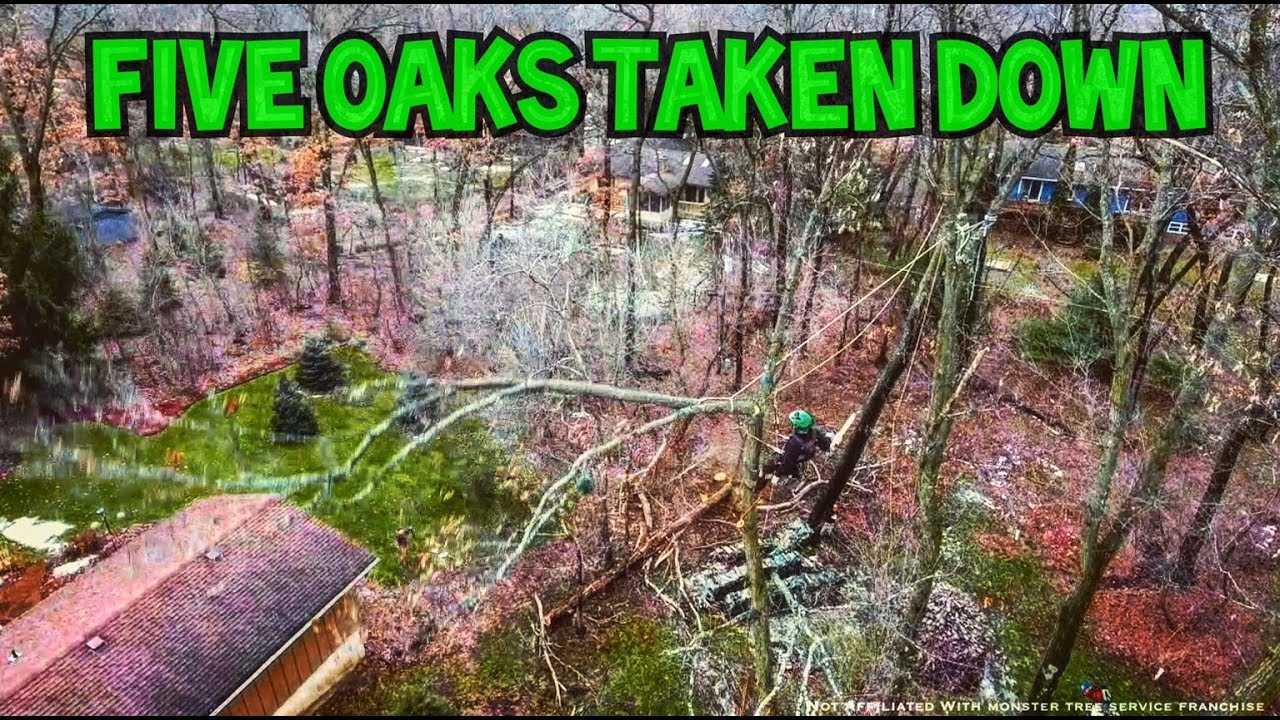 Five Oaks Taken Down