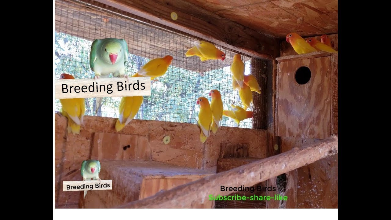 Over 250 Lovebirds Breeding Farm 4k video