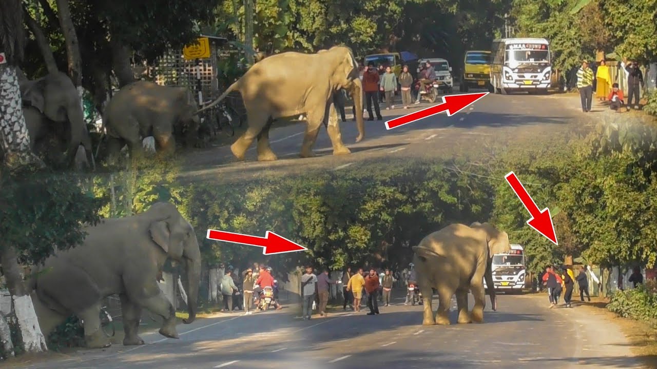 Traffic Stops As Wild Elephants Cross NH-39 | Wild Elephants Chase People