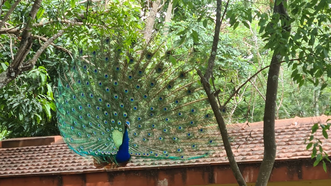 Guru Purnima Retreat 2025 @ Arsha Vidya Gurukulam