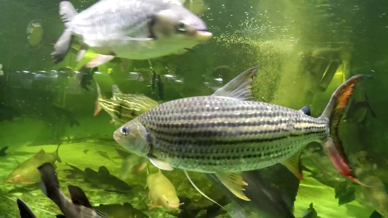 Four VATF vittatus African tiger fish, two 3-year olds 1.5' 4500 gal, two 1.5-year olds 1' 240 gal
