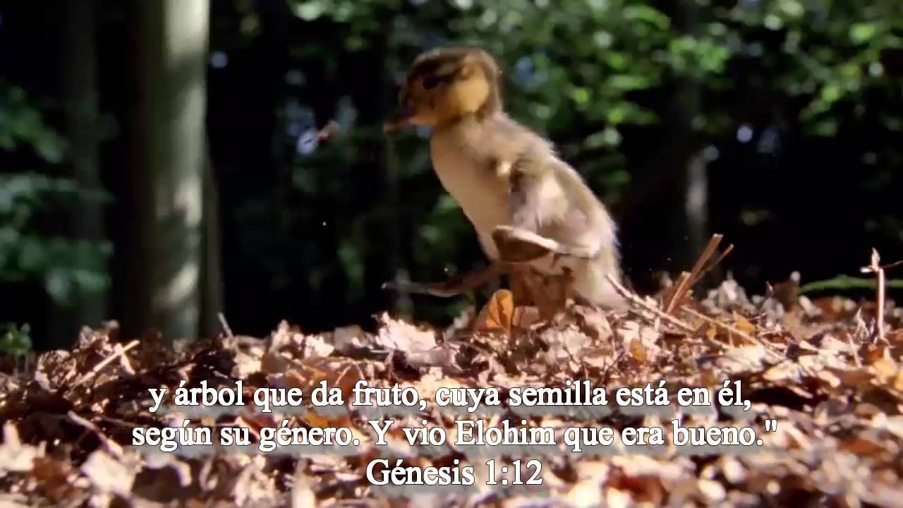 &Eacute;L ES MAJESTUOSO!- YOM SHEV&Aacute;