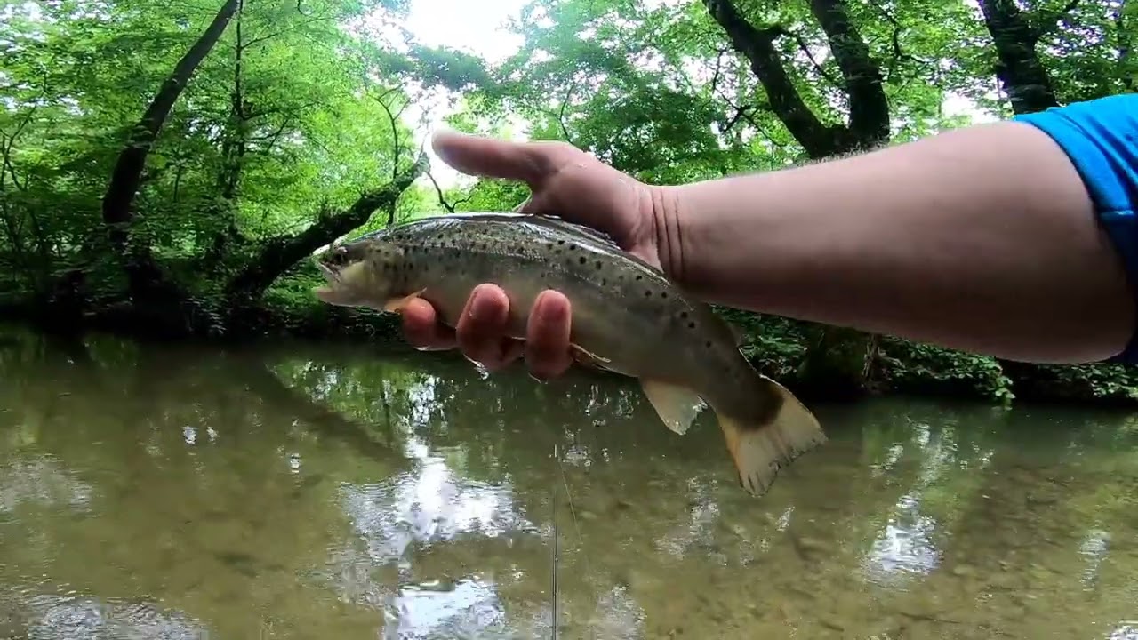 fatboy fish pisztráng pergetés patakon. ul pergetés