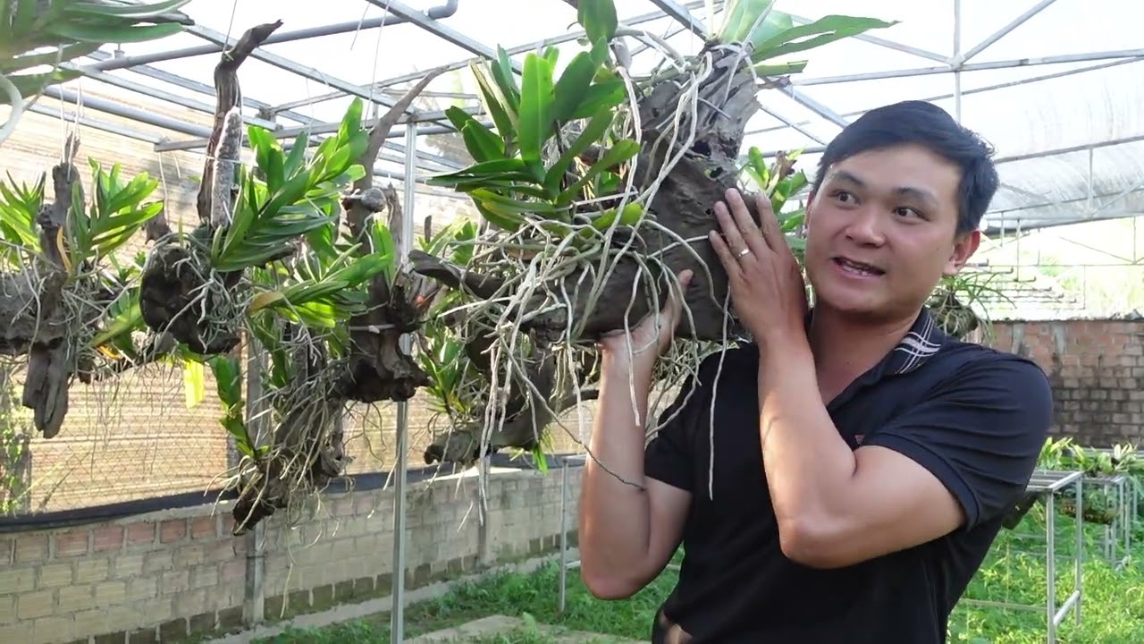 Cách trồng lan lên lũa và một số sai lầm khi mới trồng