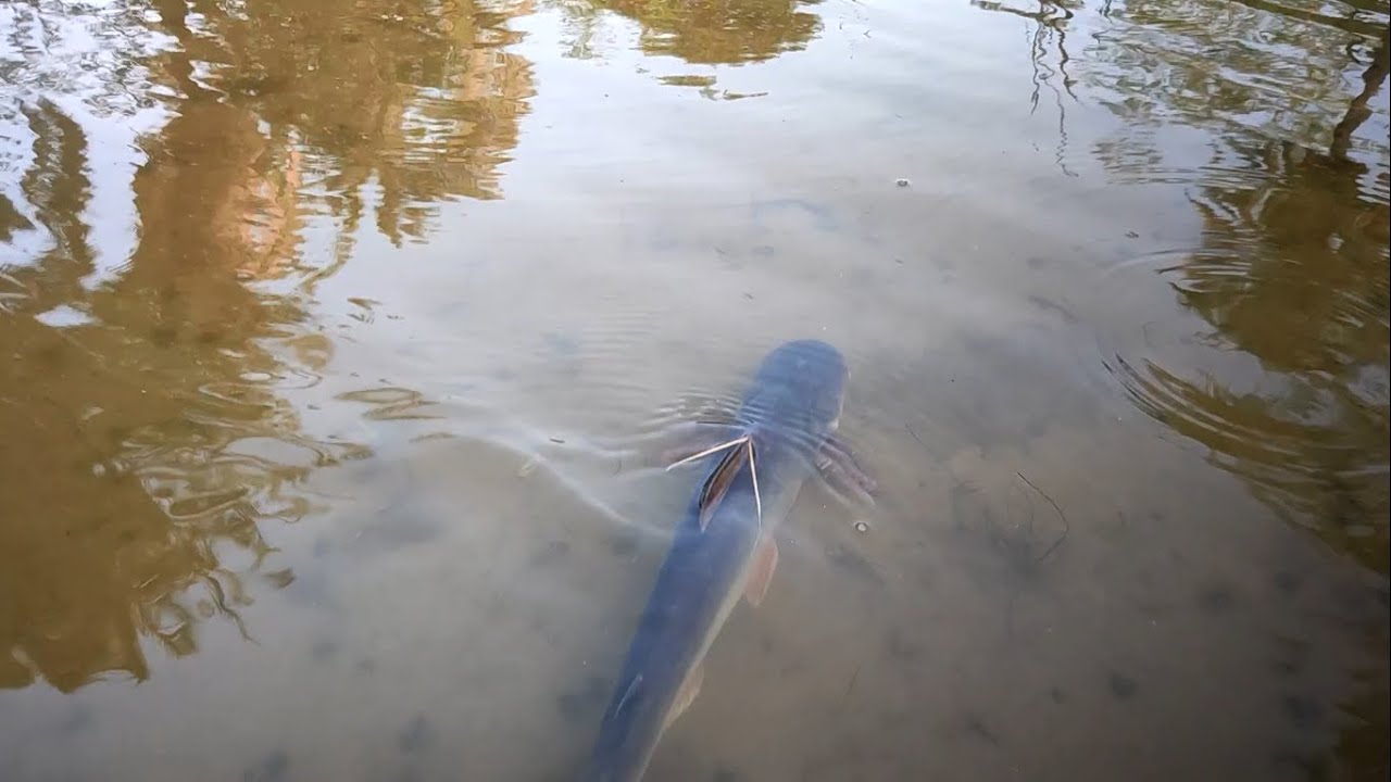 Unbelievable! a boy catches huge big fish in a small drain | best fishing video
