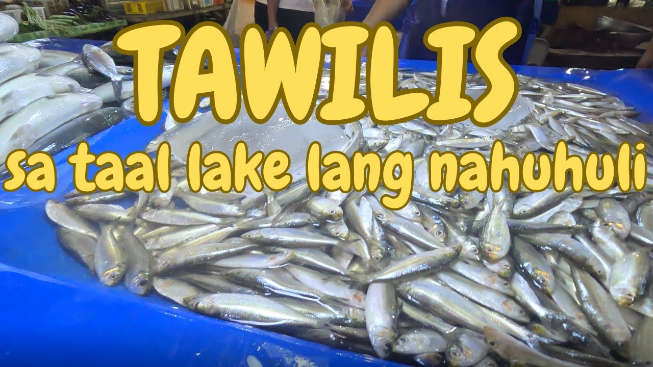 TAWILIS SA TAAL LAKE LANG MATATAGPUAN