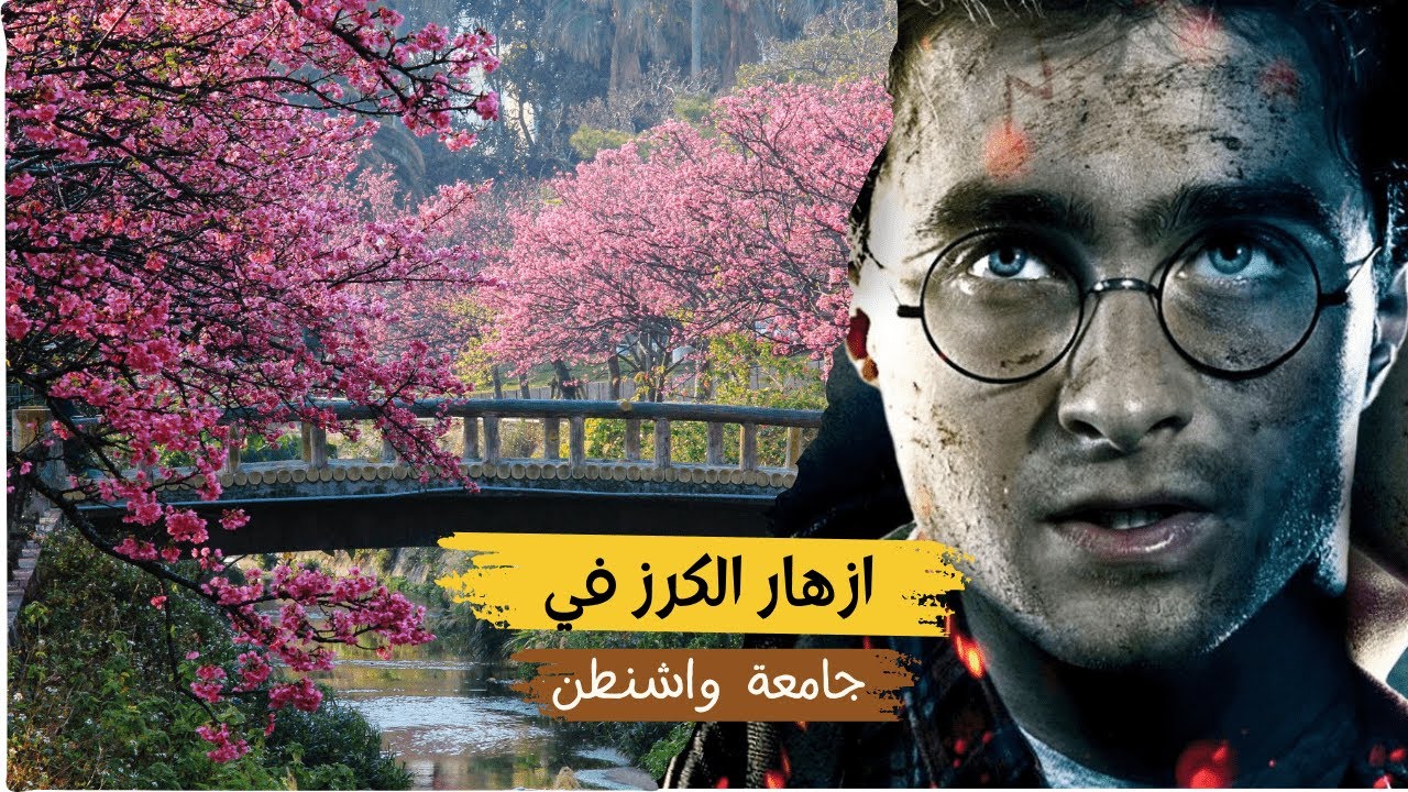 اشجار الساكورا اليابانية وهاري بوتر البريطاني بنفس المكان!