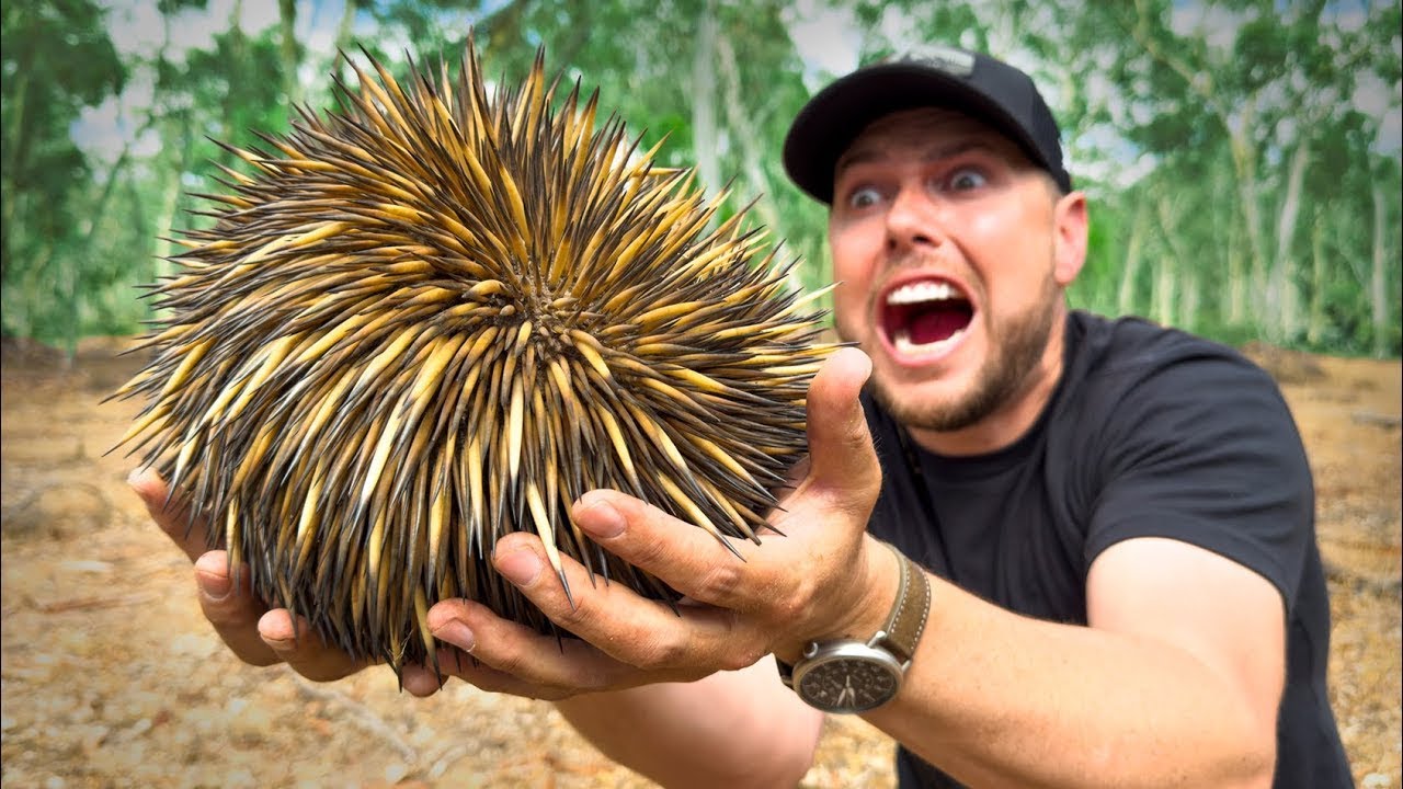 Bertemu dengan echidna! Hewan paling berduri di Australia | Petualang | Brave Wilderness Indonesian
