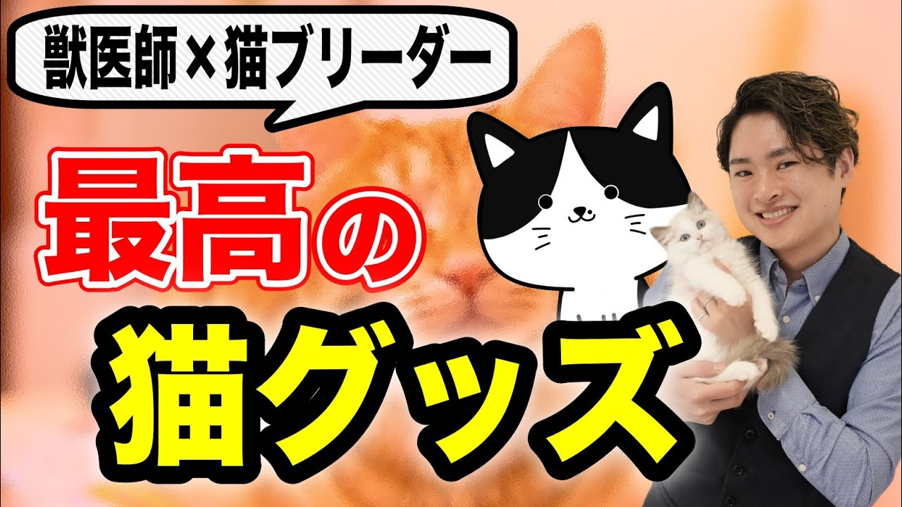 最高におすすめな猫グッズをキャットブリーダー沢辺さんに聞いてみた【トイレ/猫砂/フードボウル/キャットタワー/自動給水器】
