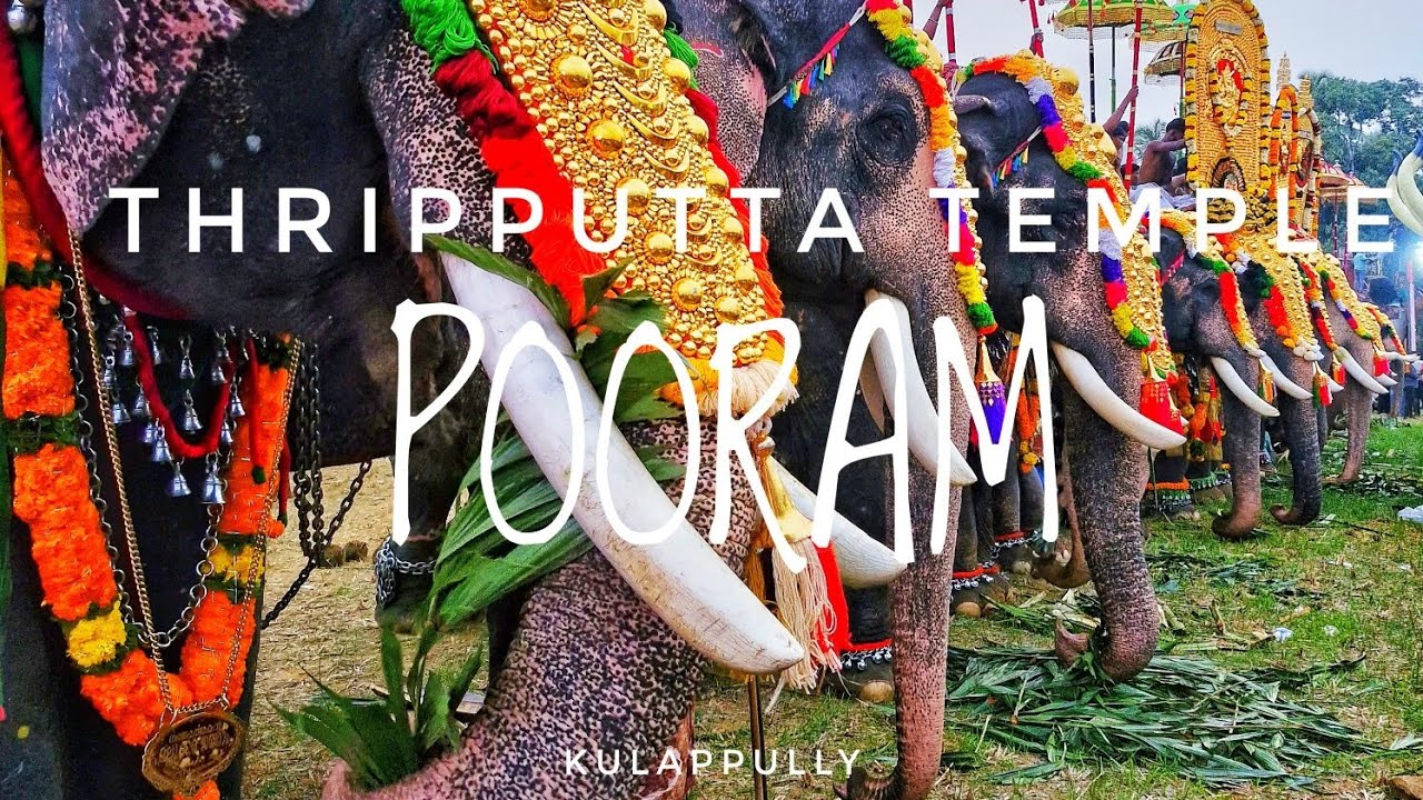 POORAM #pooram #Thripputta #ceremony #festival #traditional #Temple #kulappully #2026 