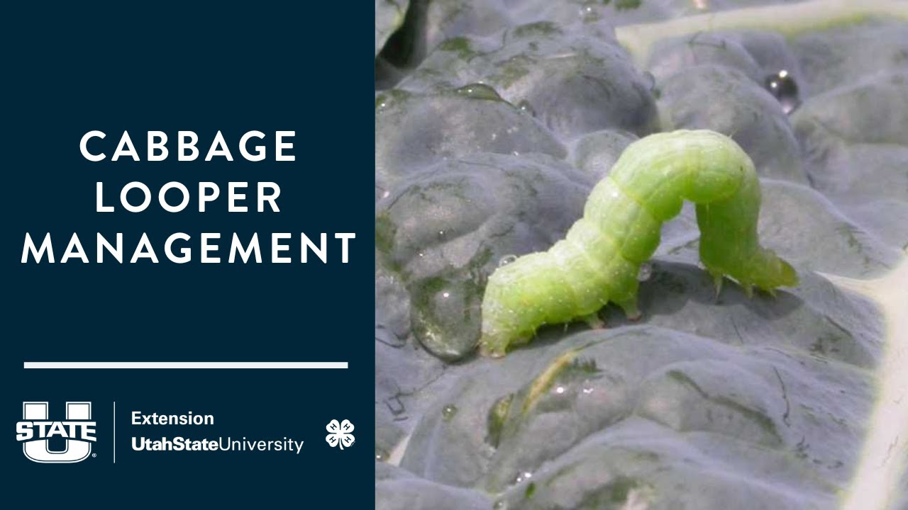 Cabbage Looper Management