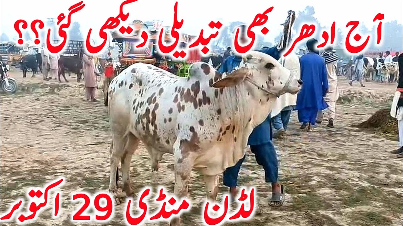 Ludden Cow Mandi for Cholistani Cow Bachre And Bachri Fresh Today Video || Global Village Farming 
