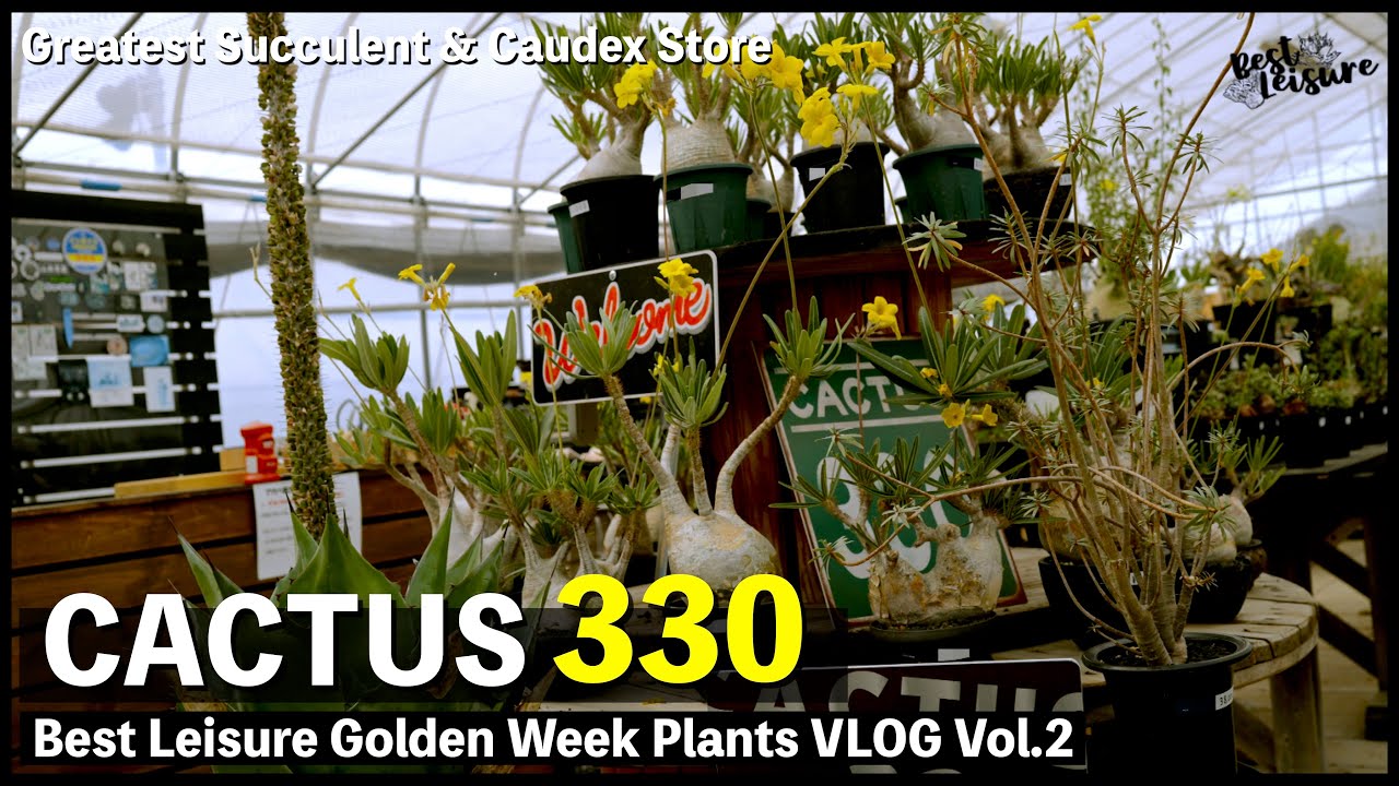 【CACTUS330】もはやエンターテイメントパークの園芸店は圧巻の株の数々のオンパレードでした｜オペルクリカリアパキプス｜ホリダス｜園芸店巡り｜カクタス330