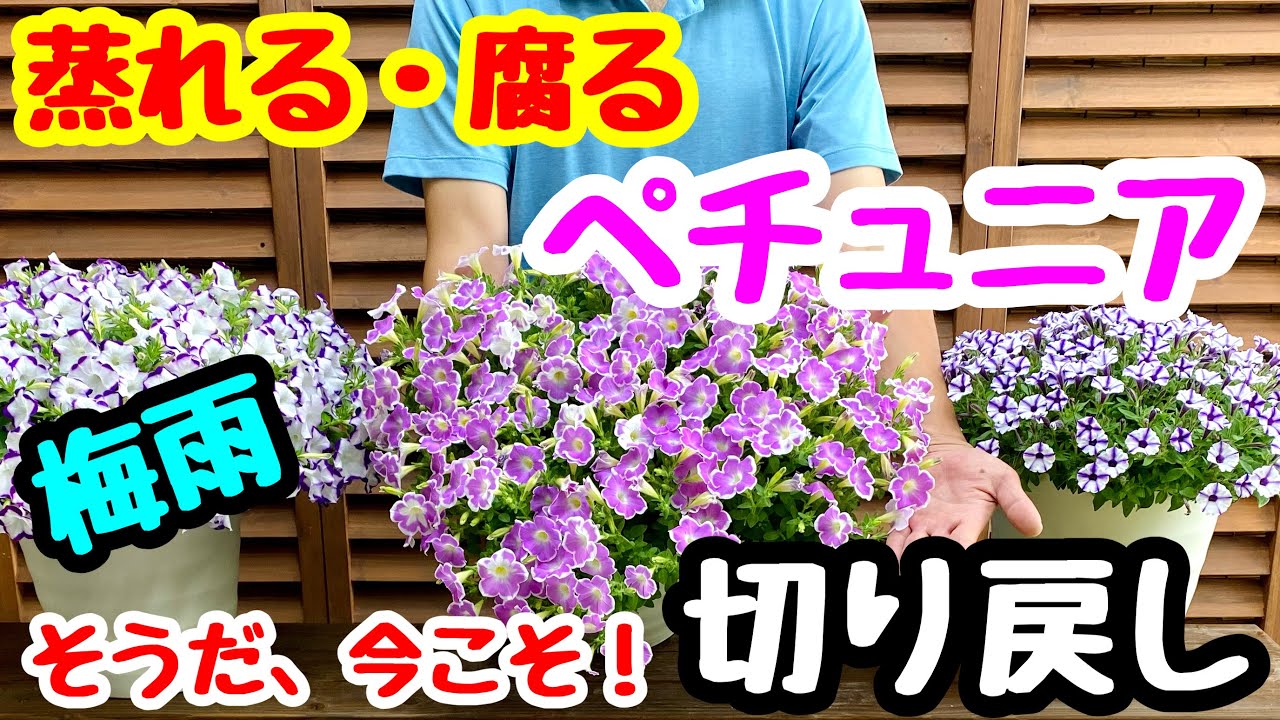 ■そうだ今こそ『切り戻し❗️』ペチュニアの『切り戻し』と『蒸れ対策』他🌱