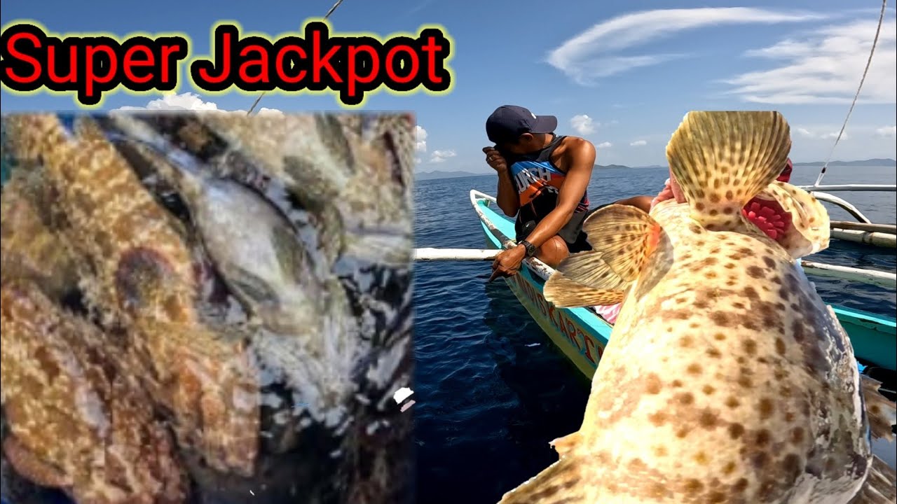 7pcs ibat iBang klase Ng Grouper!