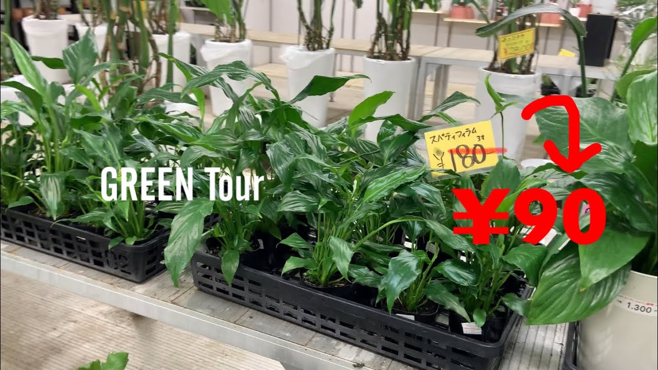 【観葉植物】鉢もの全品半額の卸値で購入できるから知らなきゃ損なガーデニングショップ | 大阪総合園芸センター | 園芸店巡り | 大阪/南船場