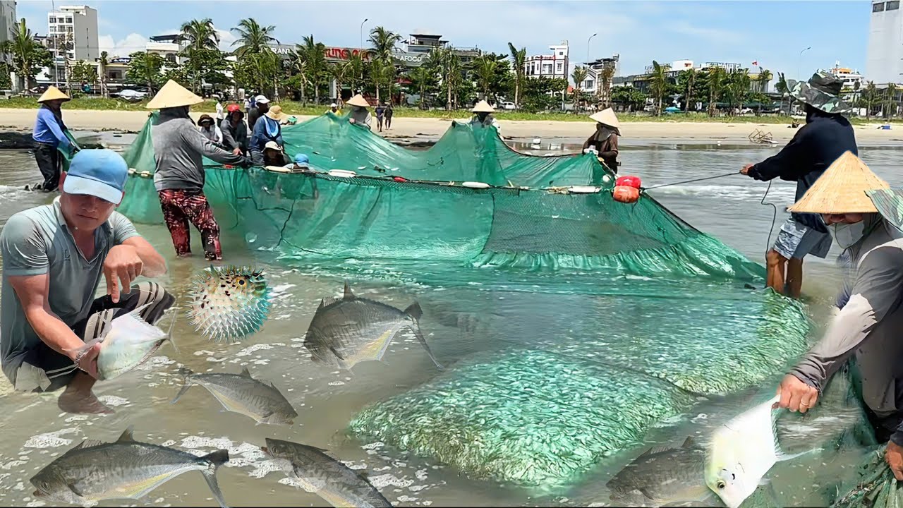 Đánh Bắt Cá Ven Biển Quá Nhiều Hải Sản 