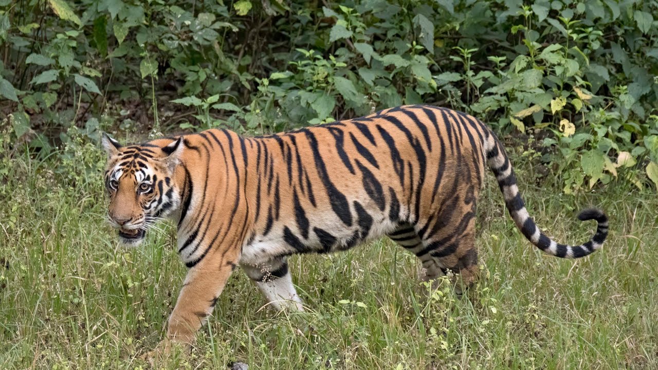 Project Tiger : India's 🇮🇳 majestic conservation effort.
