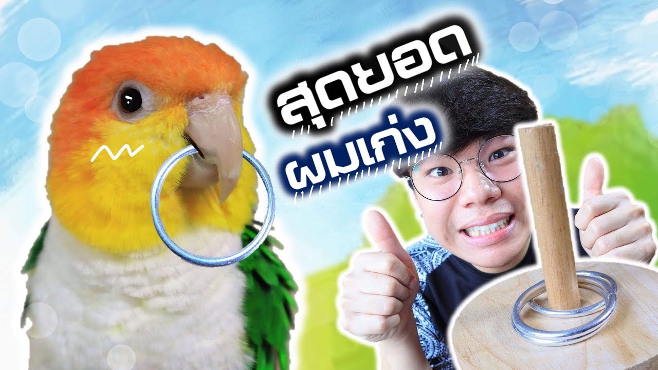 ความสามารถของนกแก้ว 