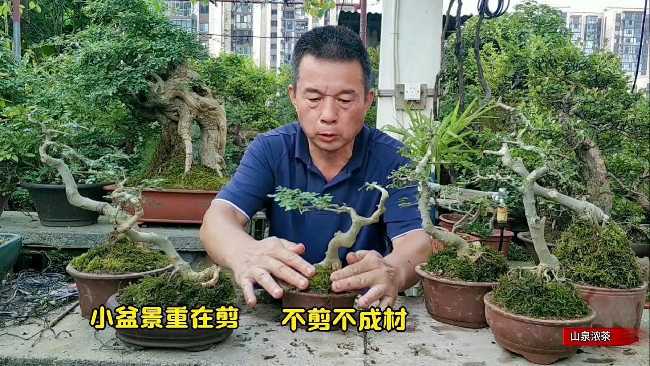 小盆景長過了頭 下手不狠不行The small bonsai grows too much小さな盆栽が長すぎる