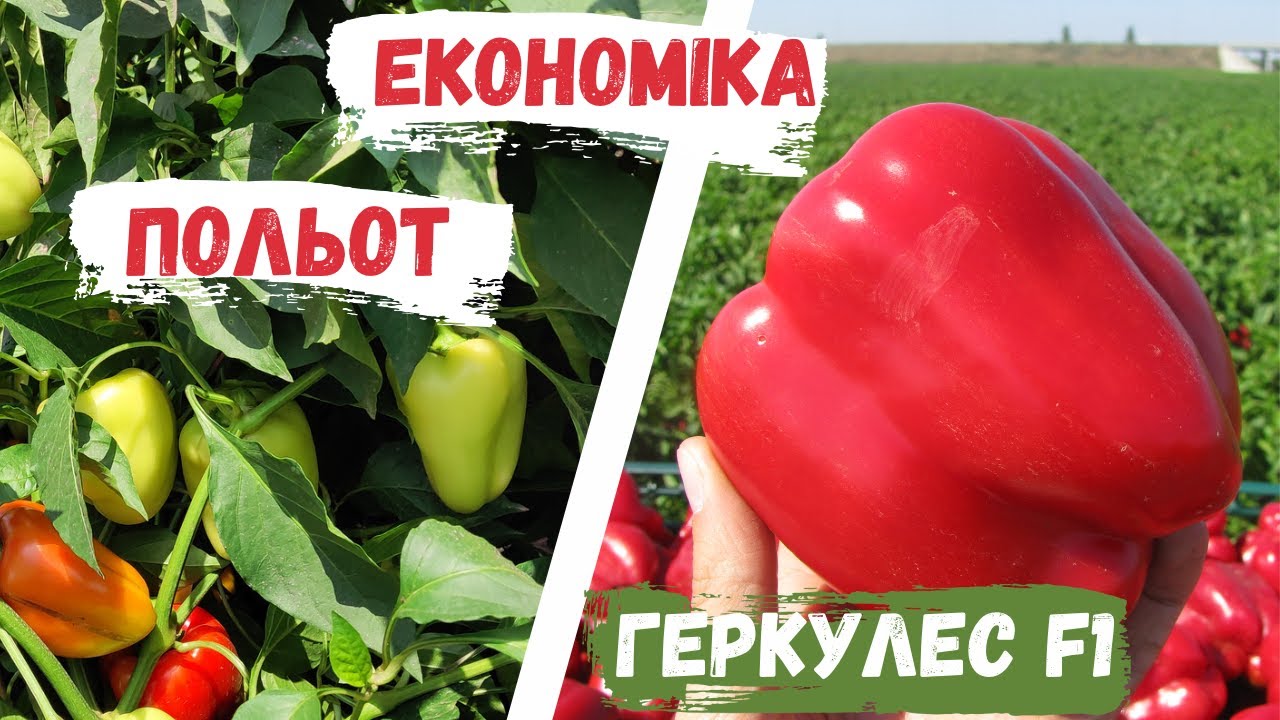 Економіка вирощування перцю. Собівартість перцю. Вирощування перцю Польот і гібриду Геркулес F1