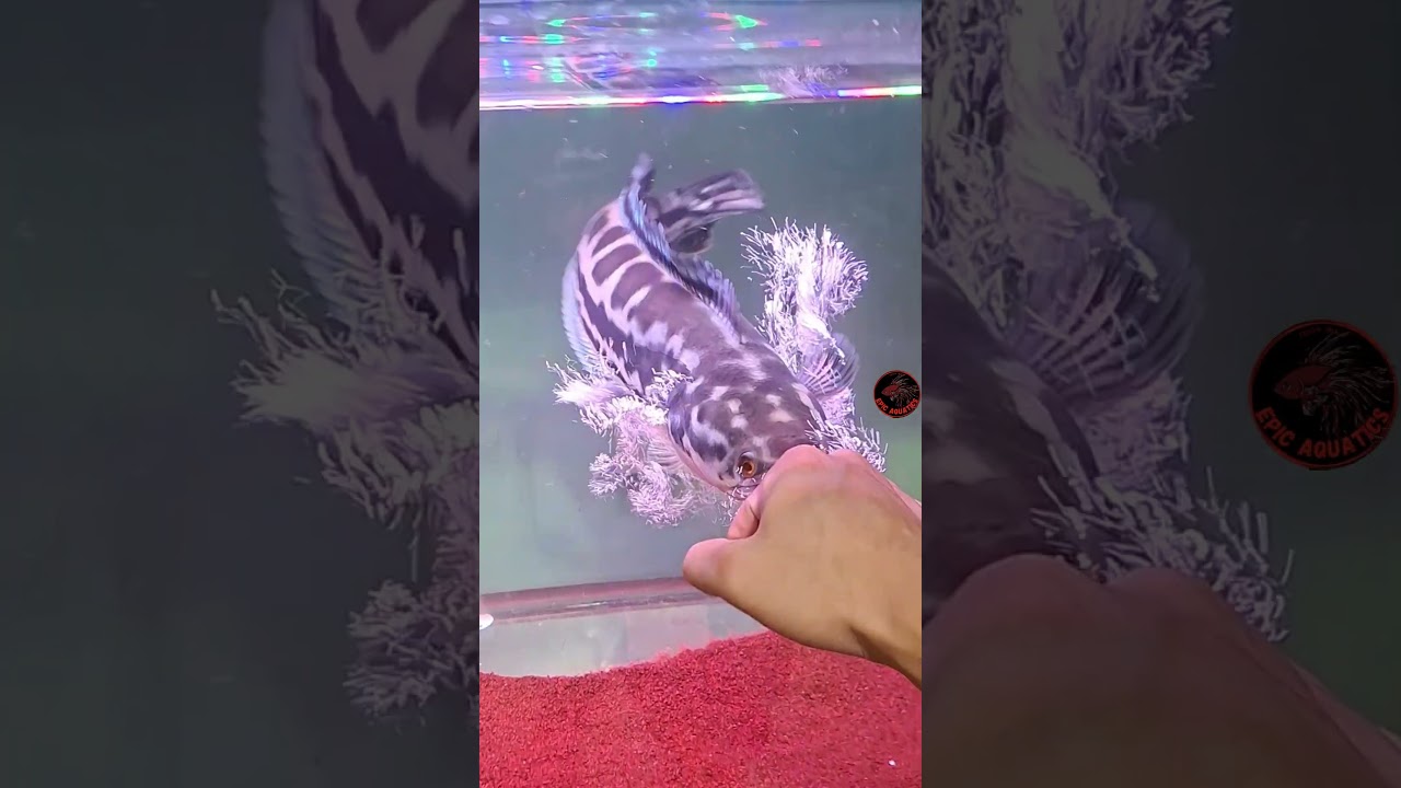 Giant Snakehead Flaring  #aquariumfishkeepers #fishkeepinghobby #fish #fishaquarium #aquarium