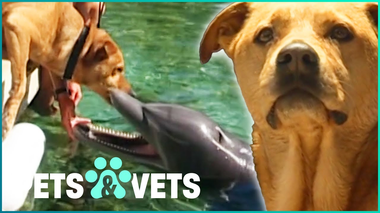 This Labrador Is Best Friends With A Dolphin! | Dogs with Jobs