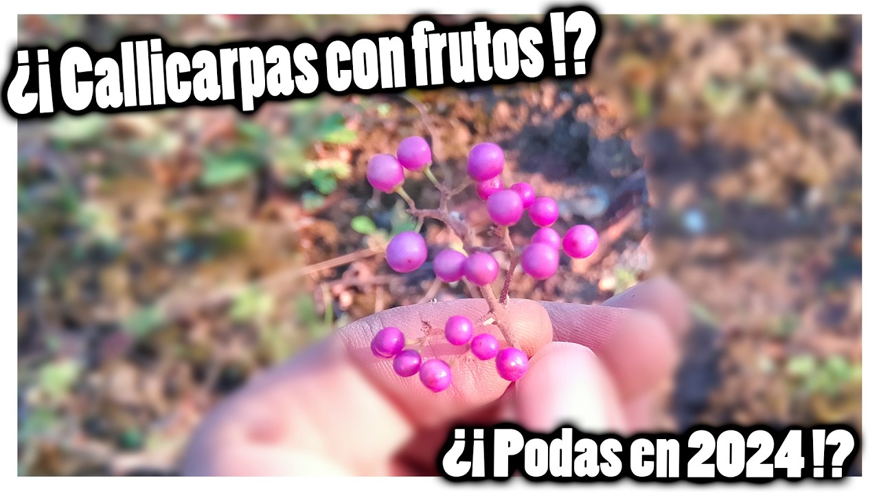 Callicarpas japonicas y Wisteria de hoja pequeña... Podas de otoño del año... 2024!¿?