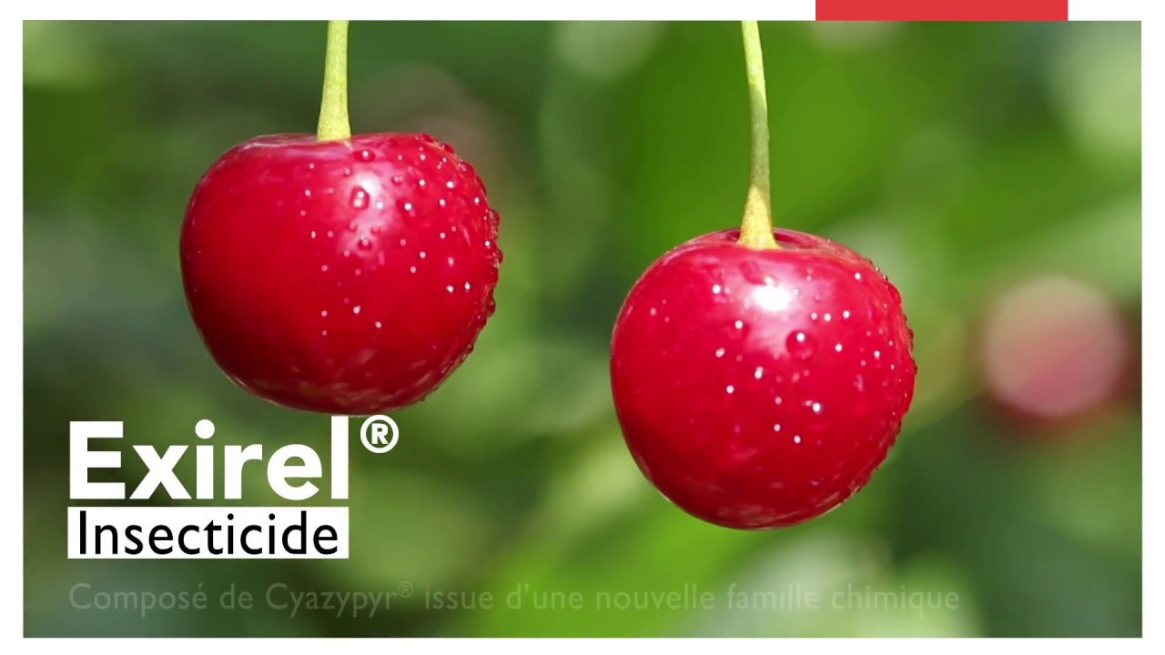 EXIREL® : Drosophila suzukii
