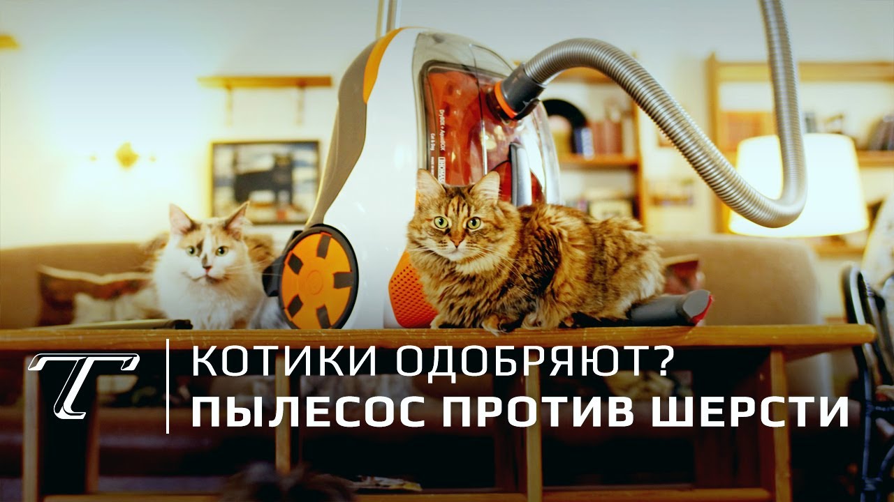 Тест Thomas DryBOX+AquaBOX Cat & Dog | Для владельцев кошек и собак