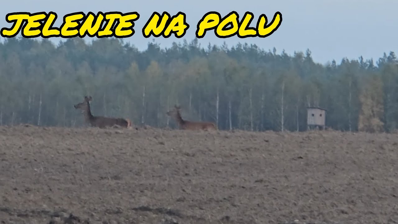 SPOTKAŁEM JELENIE.