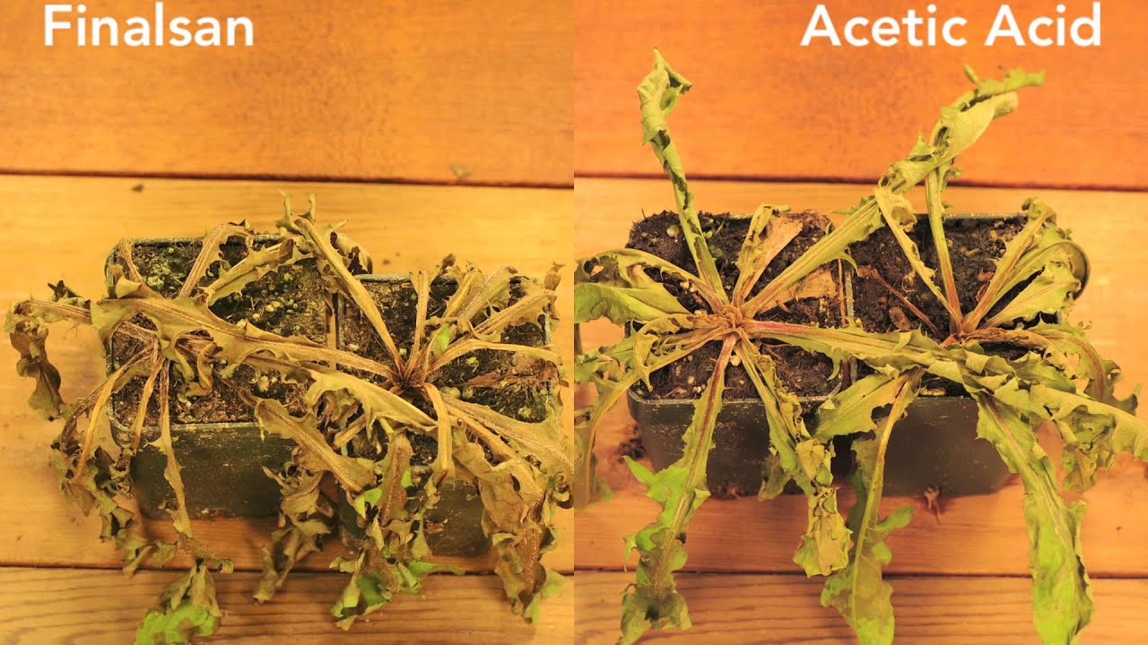 Finalsan vs. Acetic Acid