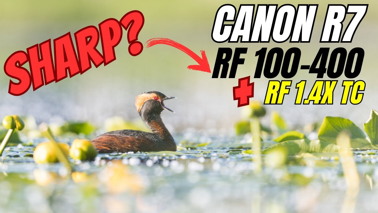 Canon R7 — как он работает с RF 100-400 и телеконвертером RF 1.4? Фотосъёмка птиц!