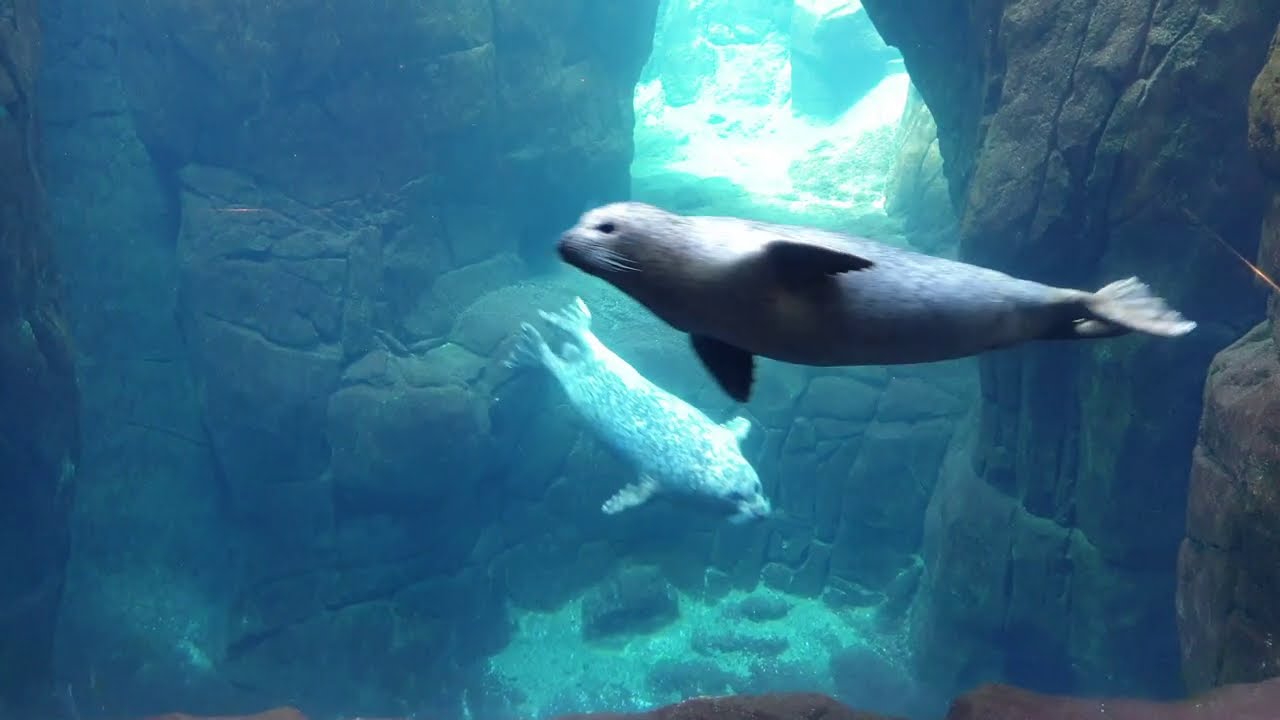 Seals swimming underwater view