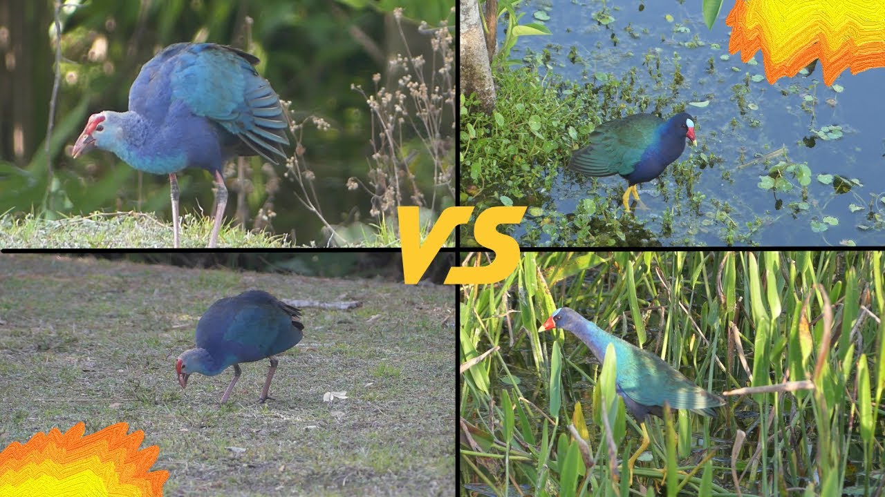 Who's Who??| Gray Headed-Swamphen vs Purple Gallinule!!