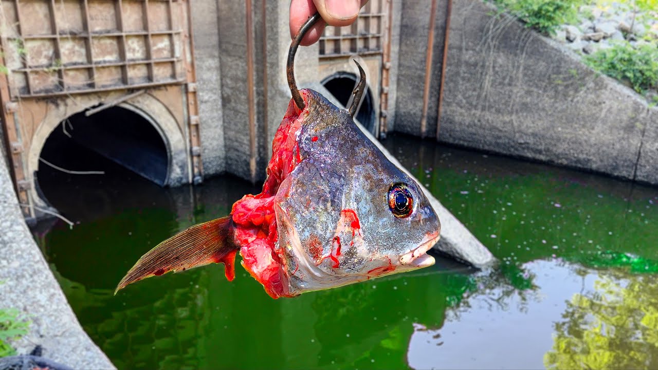Fishing a STORM DRAIN = BIG FISH!!! (Surprise Catch)