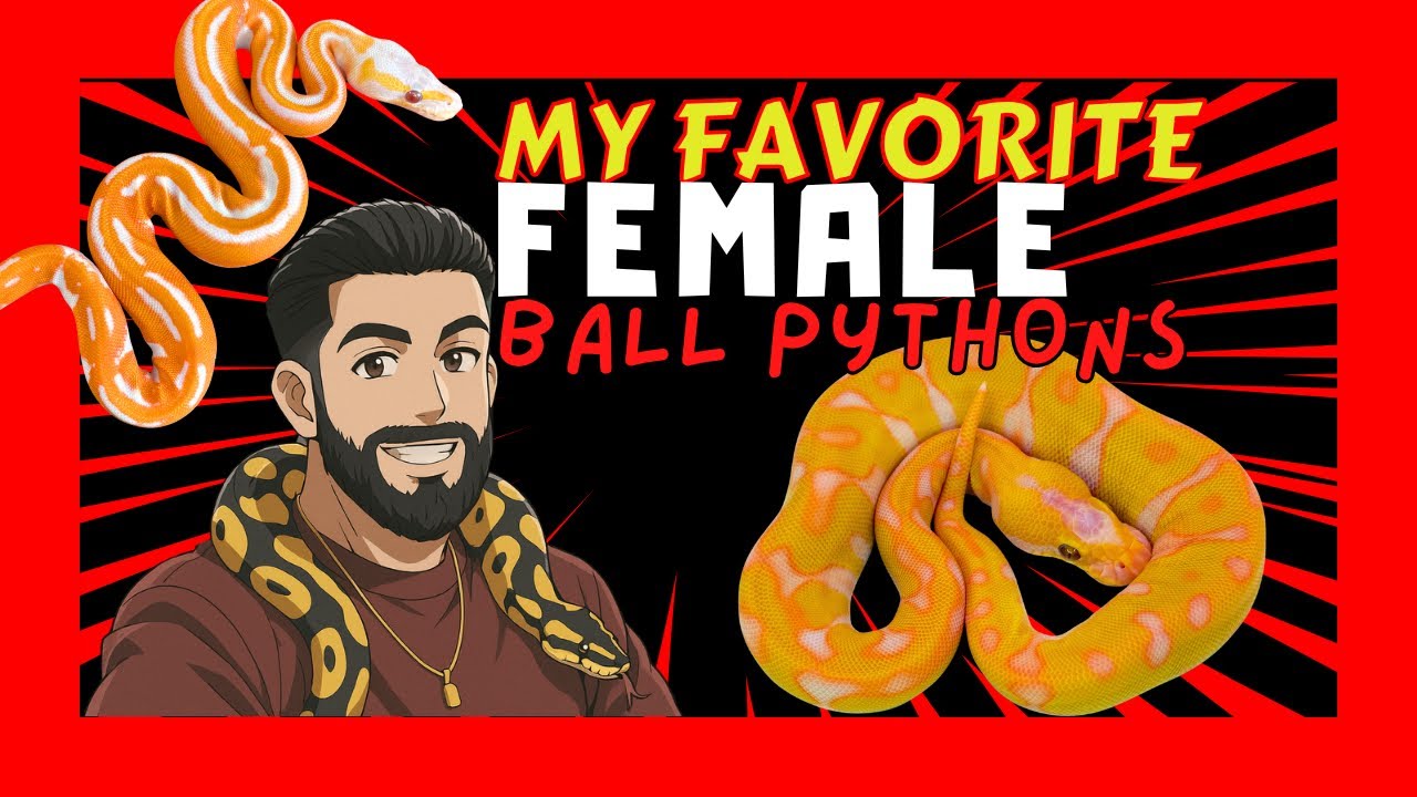 My FAVORITE Female Ball Pythons 