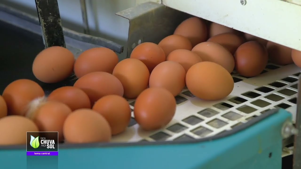 Reportagem Faça Chuva Faça Sol sobre a produção de ovos