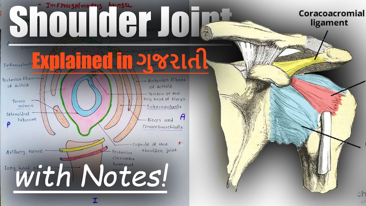 Shoulder Joint Anatomy in Detail | Muscles, Ligaments & Clinical Anatomy