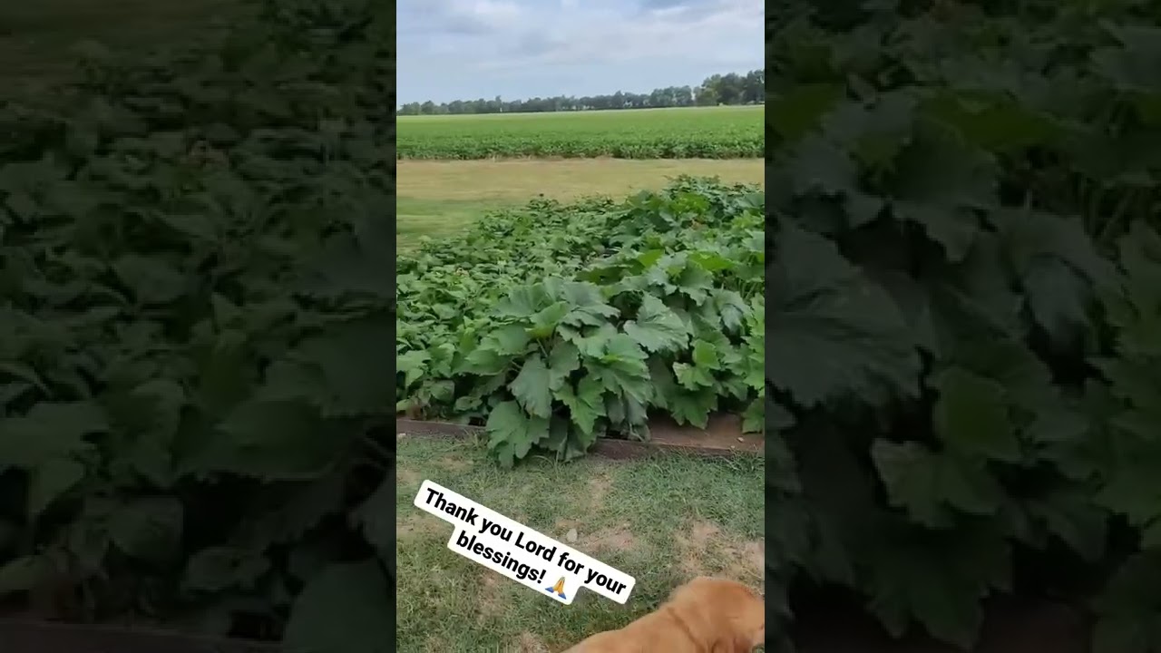 Garden blessings!