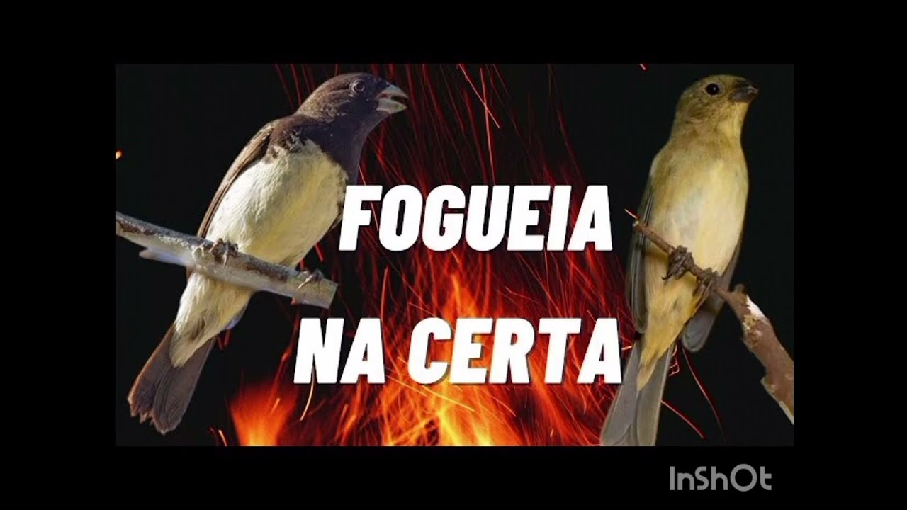 Esquenta seu coleiro em 3 minutos 