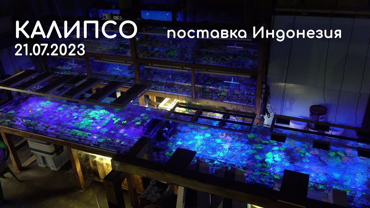 Калипсо  Поставка Индонезия 21 07 2023