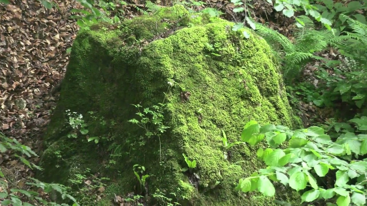 Cheile Bistritei din Judetul Valcea, Manastirea Arnota si vedere de sus a manastirii Bistrita.