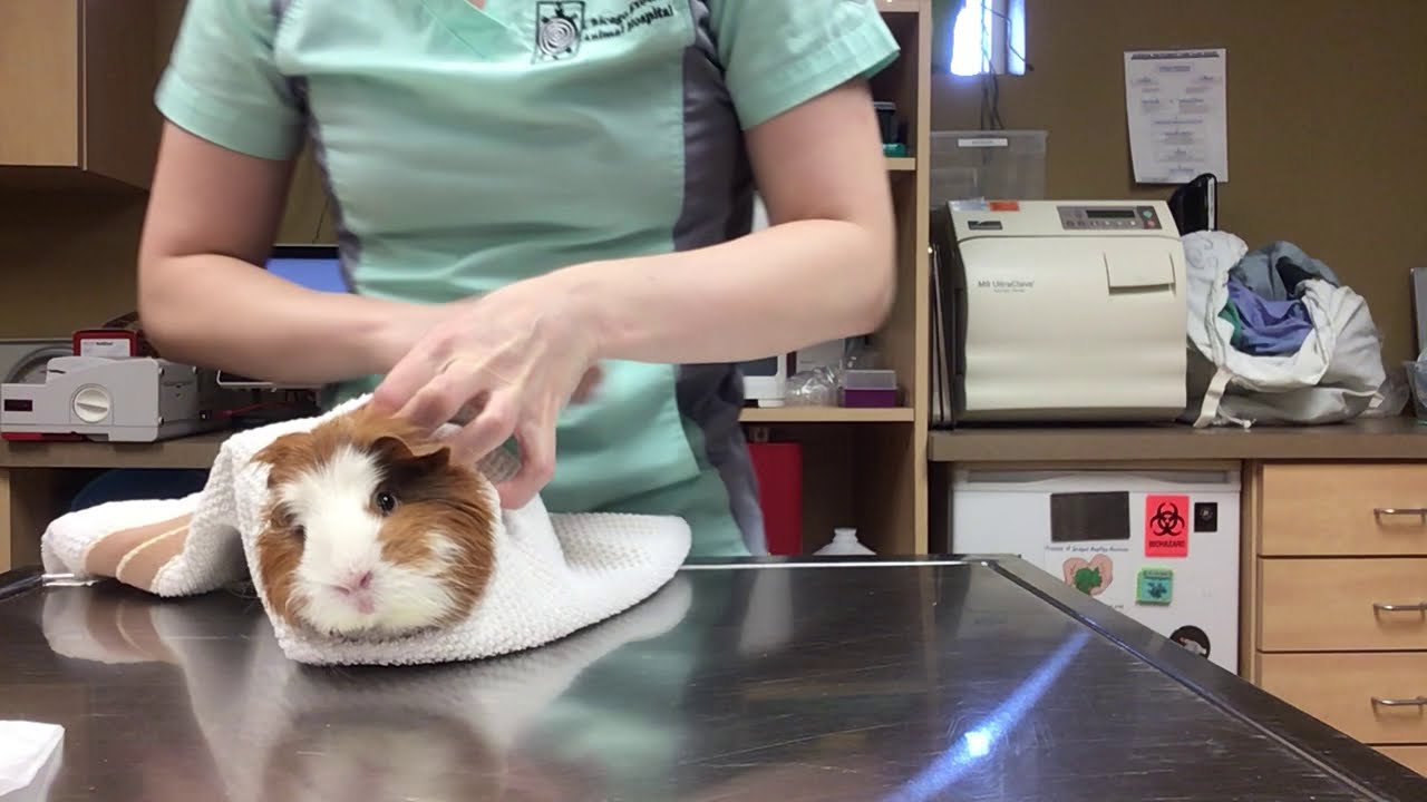 How to clean your guinea pig's ears