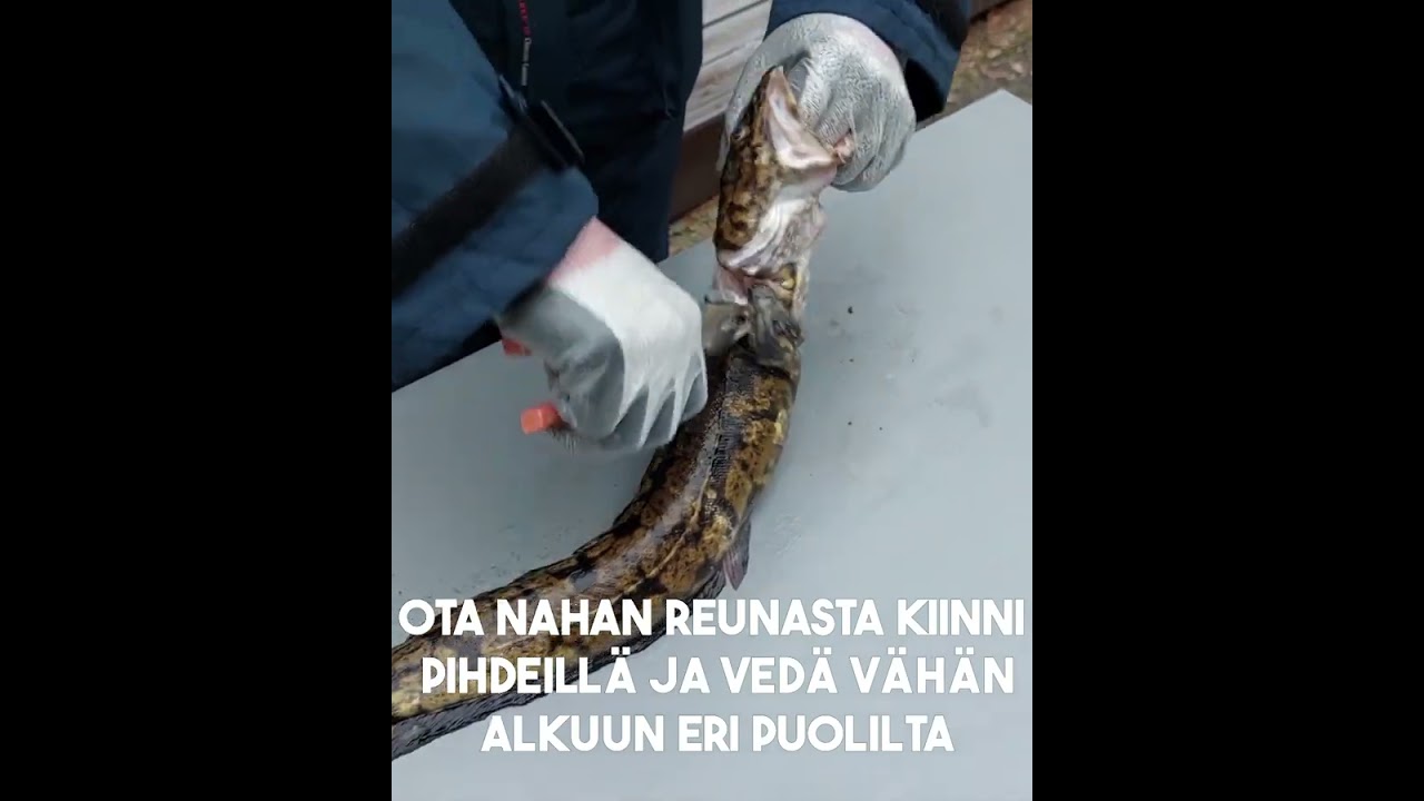 Kalastus maistuu: Mateen nylkeminen