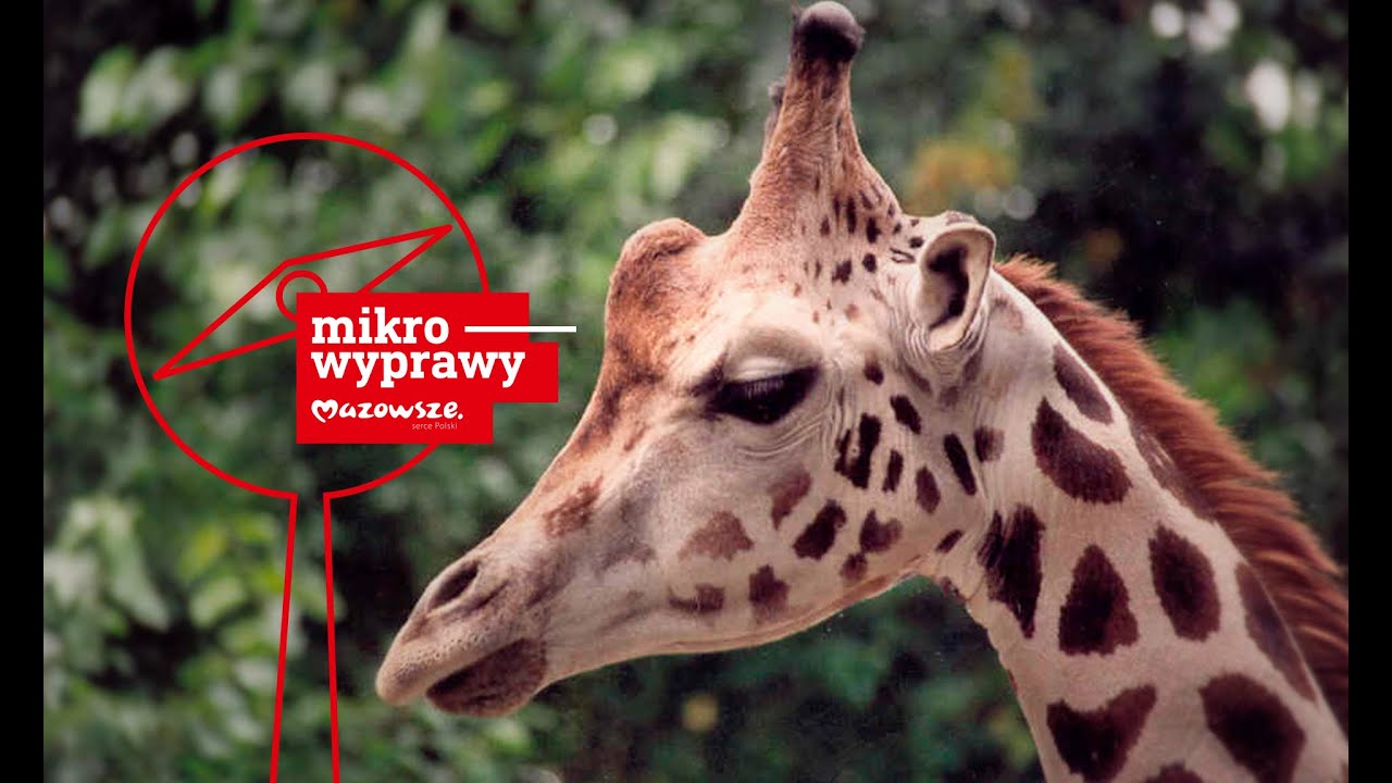 ZOO w Płocku - najciekawsze na Mazowszu?