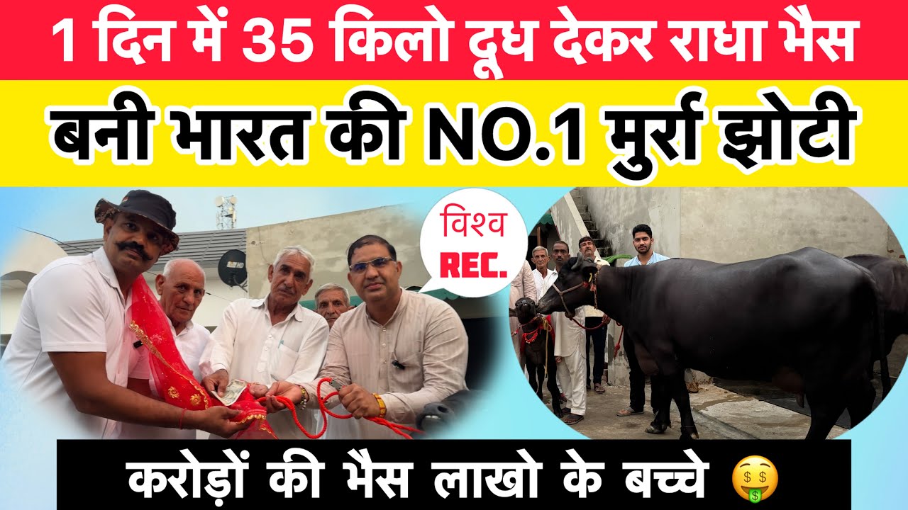 1 दिन में 35 किलो दूध - नया विश्व रिकॉर्ड | मुर्रा भैंस राधा | करोड़ों की भैंस लाखों के बच्चे