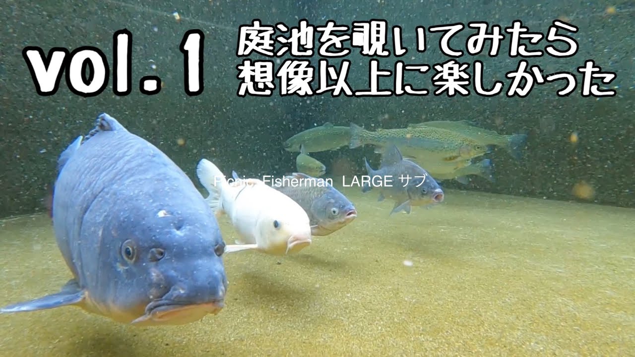 【水中映像まとめ１】釣った魚を庭池で飼ってみる